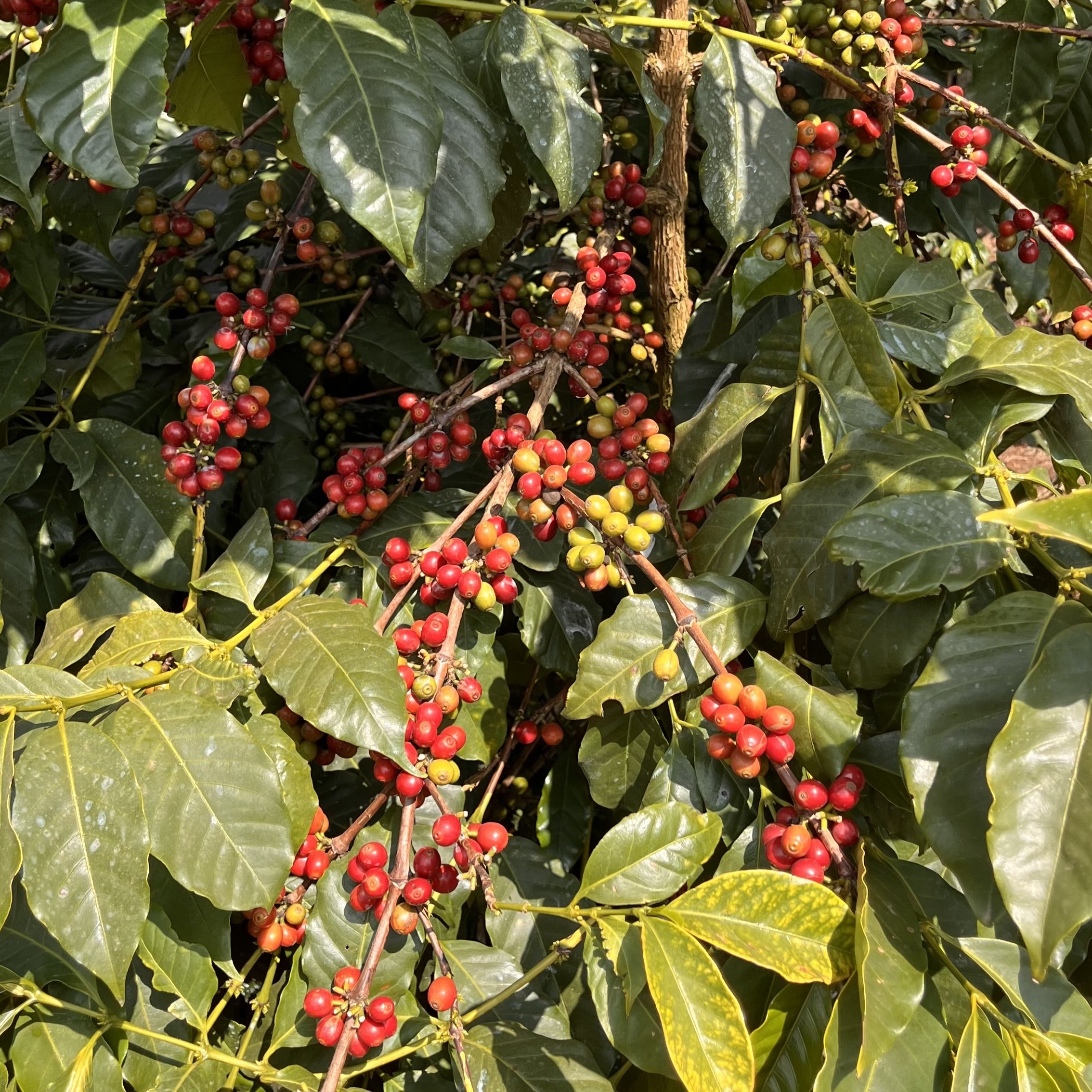 Tanzania Acacia Hills Kent AB Washed(25/26年クロップ) | ORIGIN